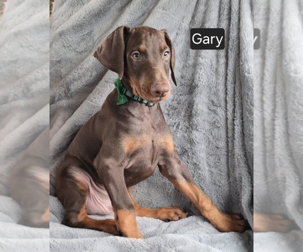 Medium Photo #7 Doberman Pinscher Puppy For Sale in POMEROY, OH, USA