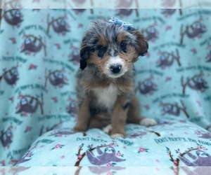 Aussiedoodle Miniature Puppy for sale in LAKELAND, FL, USA