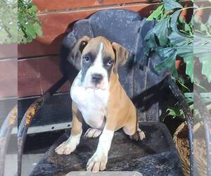 Boxer Puppy for sale in ARTHUR, IL, USA