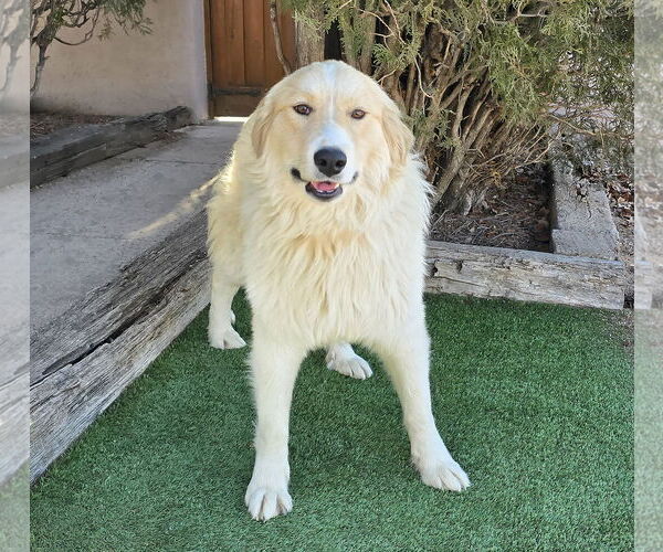 Medium Photo #2 Aussie Pyrenees Puppy For Sale in Albuquerque, NM, USA