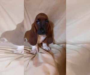 Basset Hound Puppy for sale in SALEM, WV, USA