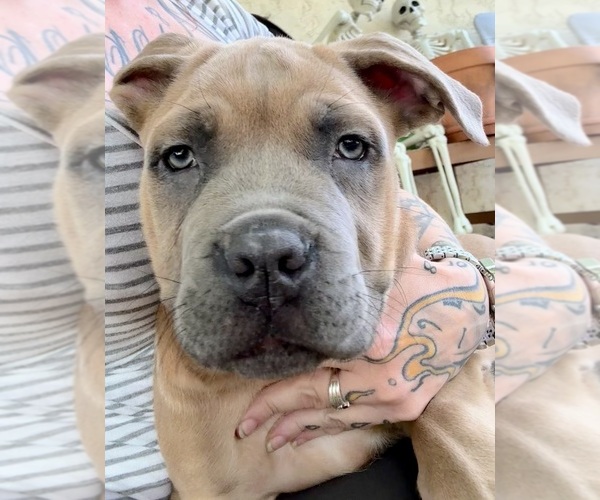Medium Photo #2 Cane Corso Puppy For Sale in FORT COLLINS, CO, USA