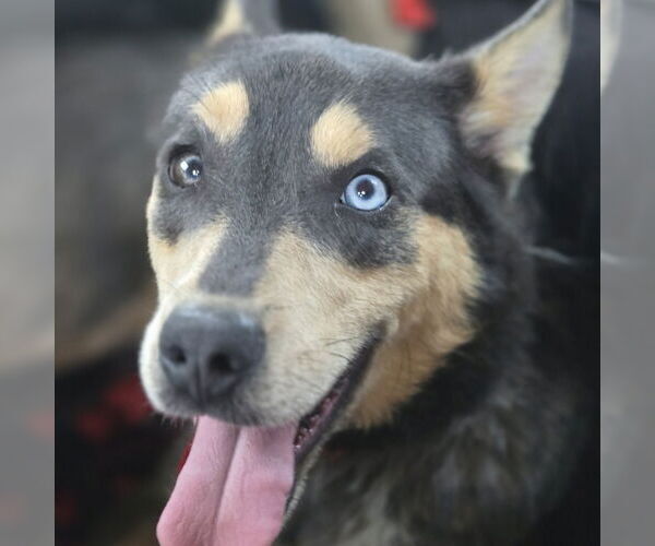 Medium Photo #3 Huskies -Unknown Mix Puppy For Sale in Claremore, OK, USA