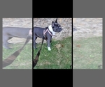 Small Photo #1 French Bulldog Puppy For Sale in COLUMBUS, GA, USA