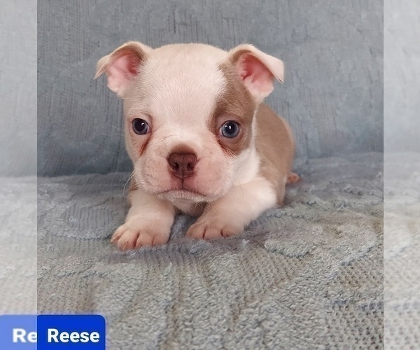 Medium Photo #1 Boston Terrier Puppy For Sale in POMEROY, OH, USA