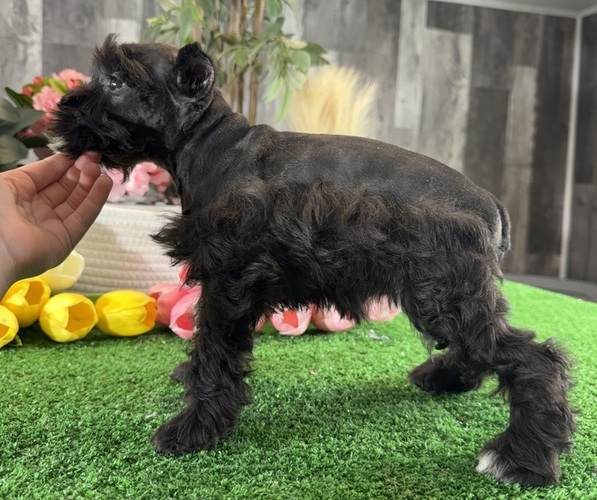 Medium Photo #5 Schnauzer (Miniature) Puppy For Sale in CANOGA, NY, USA