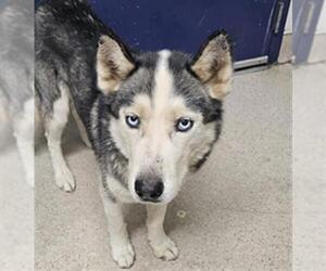 Siberian Husky Dogs for adoption in Bakersfield, CA, USA