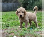 Puppy Puppy 2 Mr Red Goldendoodle-Poodle (Standard) Mix
