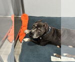 Small #3 Staffordshire Bull Terrier