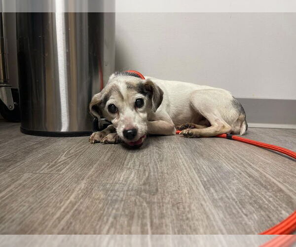 Medium Photo #1 Rat Terrier Puppy For Sale in Minneapolis, MN, USA