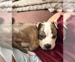 Small Photo #2 American Pit Bull Terrier-Unknown Mix Puppy For Sale in Raleigh, NC, USA