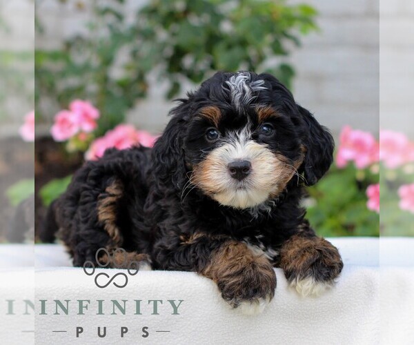 Medium Photo #1 Bernedoodle (Miniature) Puppy For Sale in LITITZ, PA, USA