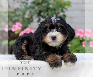 Bernedoodle (Miniature) Puppy for sale in LITITZ, PA, USA