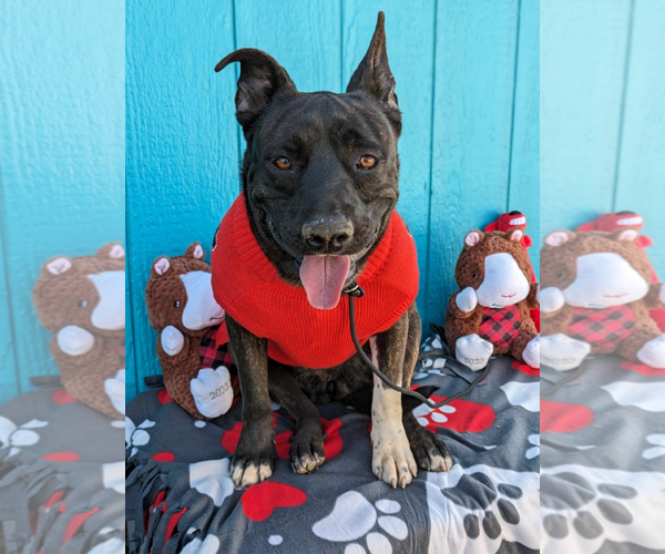 Medium Photo #5 American Pit Bull Terrier-Unknown Mix Puppy For Sale in Fresno, CA, USA