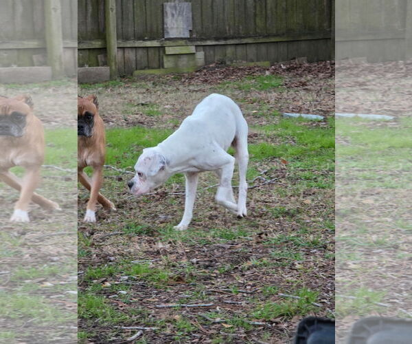 Medium Photo #8 Boxer Puppy For Sale in  Katy, TX, USA