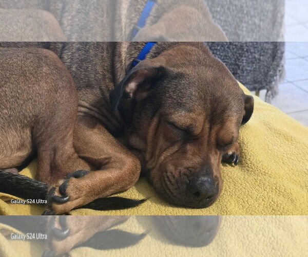 Medium Photo #3 American Staffordshire Terrier-Unknown Mix Puppy For Sale in NEWPORT NH, NH, USA