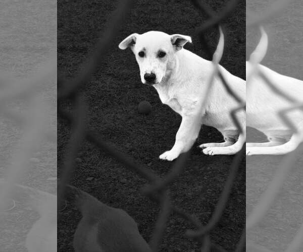 Medium Photo #4 Mutt Puppy For Sale in Chinook, MT, USA