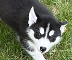 Small Photo #1 Siberian Husky Puppy For Sale in SPOTSYLVANIA, VA, USA