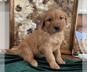 Golden Retriever Puppy for sale in FORDLAND, MO, USA