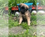 Small #1 Mutt