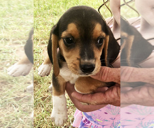Beagle Puppy for Sale in MOCKSVILLE, North Carolina USA