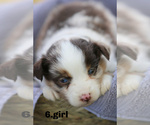 Small Photo #1 Miniature Australian Shepherd Puppy For Sale in MANTACHIE, MS, USA