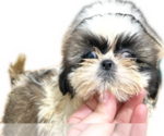 Puppy Puppy 2 Shih Tzu