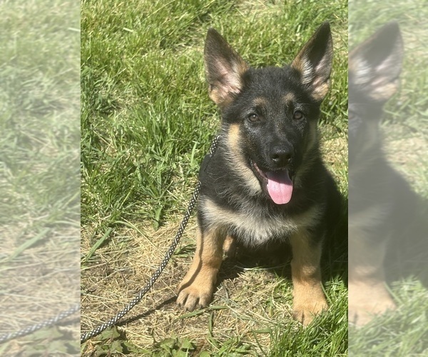 Medium Photo #6 German Shepherd Dog Puppy For Sale in SUMPTER TWP, MI, USA