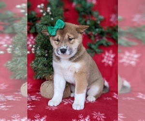 Shiba Inu Puppy for sale in PEACH BOTTOM, PA, USA