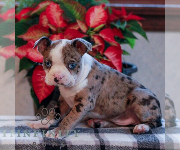 Medium Photo #4 Boston Terrier Puppy For Sale in MYERSTOWN, PA, USA