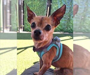 Chihuahua Dogs for adoption in Woodland, CA, USA