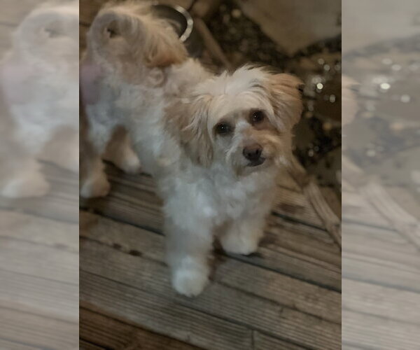Medium Photo #2 Poovanese Puppy For Sale in Dana Point, CA, USA