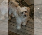 Small Photo #2 Poovanese Puppy For Sale in Dana Point, CA, USA