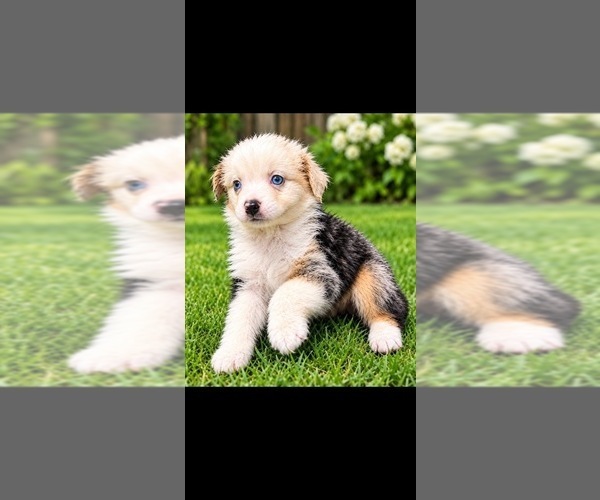 Medium Photo #1 Australian Shepherd Puppy For Sale in GAINESVILLE, FL, USA