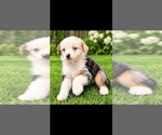 Puppy Benzie Australian Shepherd