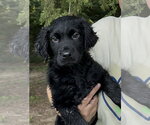 Small #1 Colonial Cocker Spaniel Mix