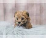 Small Photo #2 Morkie-Unknown Mix Puppy For Sale in FULLERTON, CA, USA