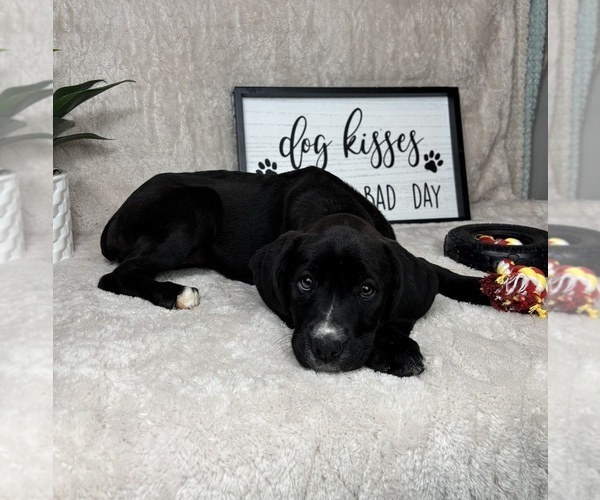 Medium Photo #6 Boxador Puppy For Sale in FRANKLIN, IN, USA