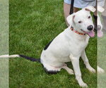 Small #2 American Staffordshire Terrier-Labrador Retriever Mix