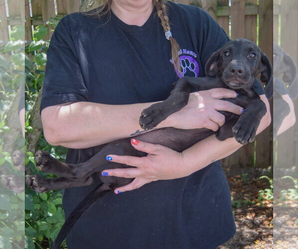 Medium Photo #4 Coonhound-Unknown Mix Puppy For Sale in Huntley, IL, USA