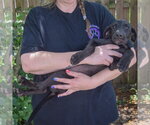 Small #3 Coonhound Mix