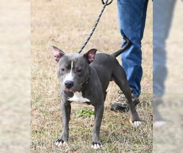 Medium Photo #6 Mutt Puppy For Sale in Glen Allen, VA, USA