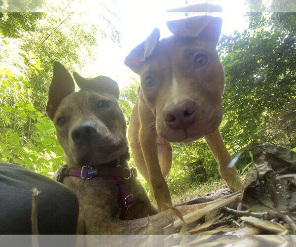 Medium Photo #12 Mutt Puppy For Sale in Philadelphia, PA, USA