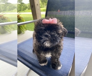 Schnoodle (Miniature)-ShihPoo Mix Puppy for sale in BECKLEY, WV, USA