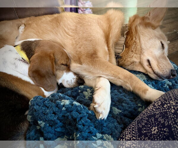 Medium Photo #9 American Foxhound-Beagle Mix Puppy For Sale in Holly Springs, NC, USA