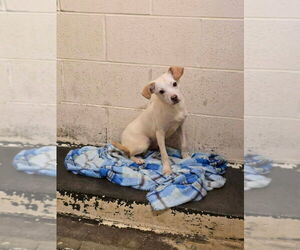 Chihuahua-Unknown Mix Dogs for adoption in Aurora, IN, USA