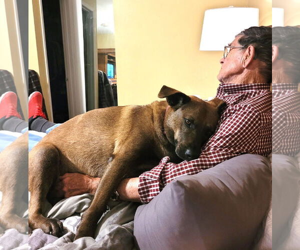 Medium Photo #3 Holland Shepherd-Labrador Retriever Mix Puppy For Sale in HOUSTON, TX, USA