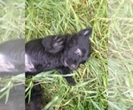 Small Photo #10 Scottish Terrier Puppy For Sale in WHITEWOOD, SD, USA