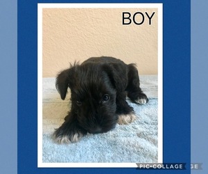 Schnauzer (Miniature) Puppy for sale in ROWLETT, TX, USA