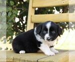 Small #2 Aussie-Poo